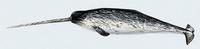 Image of: Monodon monoceros (narwhal)