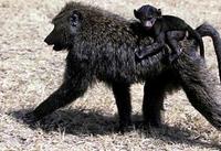 Image of: Papio anubis (anubis baboon)