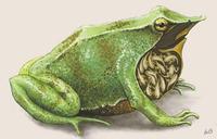 Image of: Rhinoderma darwinii (Darwin's frog)