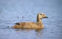 Somateria fischeri - Spectacled Eider