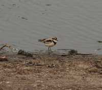 Elseyornis melanops - Black-fronted Dotterel