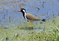 Vanellus indicus - Red-wattled Lapwing