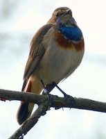 Luscinia svecica - Bluethroat