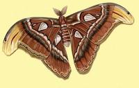 Image of: Attacus atlas