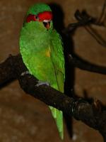 Glossopsitta concinna - Musk Lorikeet