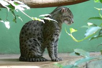 Prionailurus viverrinus - Fishing Cat