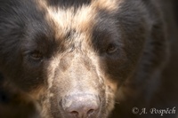 Tremarctos ornatus - Spectacled Bear