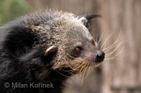 Arctictis binturong - Binturong