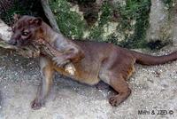 Cryptoprocta ferox - Fossa