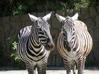 Equus quagga borensis - Selous' zebra