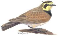 Image of: Eremophila alpestris (horned lark)