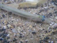 Ammodytes tobianus - Lesser Sand Eel