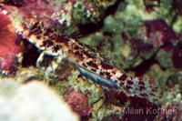 Synchiropus stellatus
