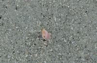 Image of: Donax variabilis (variable coquina)