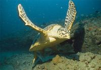 Photo: Hawksbill sea turtle