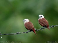 White-headed Munia - Lonchura maja