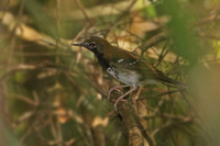 Buru Thrush - Zoothera dumasi