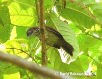 Bold-striped Tit Babbler - Macronous bornensis