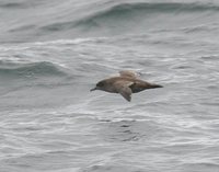 Short-tailed Shearwater - Puffinus tenuirostris