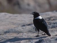 Pied Crow (Corvus alba) photo