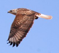 Long-legged Buzzard - Buteo rufinus