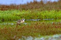 Kittlitz's Plover - Charadrius pecuarius