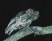 Eastern Screech-Owl (Otus asio) photo