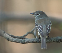 Least Flycatcher (Empidonax minimus) photo