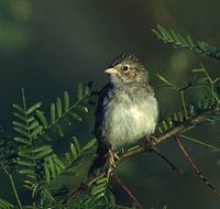 Cassin's Sparrow (Aimophila cassinii) photo