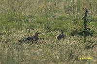 Pin-tailed Sandgrouse - Pterocles alchata