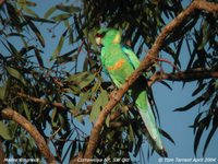 Mallee Ringneck - Barnardius barnardi