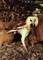 Australasian Grass-Owl - Tyto longimembris