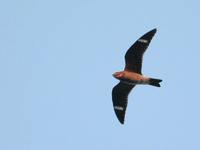 Common Nighthawk - Chordeiles minor