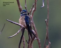 Whiskered Treeswift - Hemiprocne comata