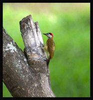 Spot-breasted Woodpecker - Colaptes punctigula