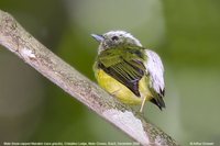 Snow-capped Manakin - Lepidothrix nattereri