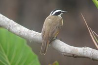 Lesser Kiskadee - Philohydor lictor