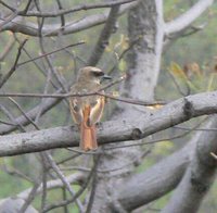 Baird's Flycatcher - Myiodynastes bairdii