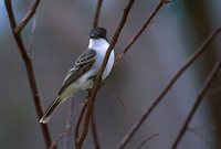 Loggerhead Kingbird - Tyrannus caudifasciatus