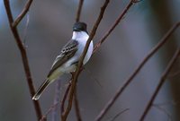 Loggerhead Kingbird - Tyrannus caudifasciatus