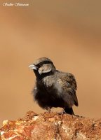 Ashy-crowned Sparrow-Lark - Eremopterix grisea