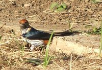 Lesser Striped-Swallow - Cecropis abyssinica