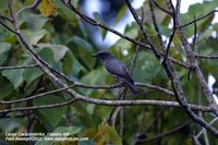 Large Cuckoo-shrike - Coracina macei
