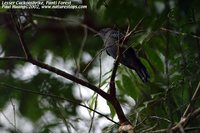 Lesser Cuckoo-shrike - Coracina fimbriata