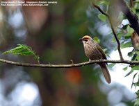 Straw-headed Bulbul - Pycnonotus zeylanicus