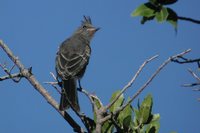 Phainopepla - Phainopepla nitens