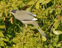 Hypocolius - Hypocolius ampelinus