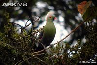 Prince Ruspoli's Turaco - Tauraco ruspolii