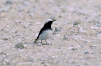 Hooded Wheatear - Oenanthe monacha