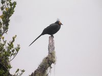 Apo Myna - Basilornis miranda